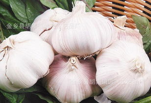 從金鄉(xiāng)大蒜到農(nóng)副產(chǎn)品銷(xiāo)售 洞悉產(chǎn)業(yè)格局與市場(chǎng)趨勢(shì)